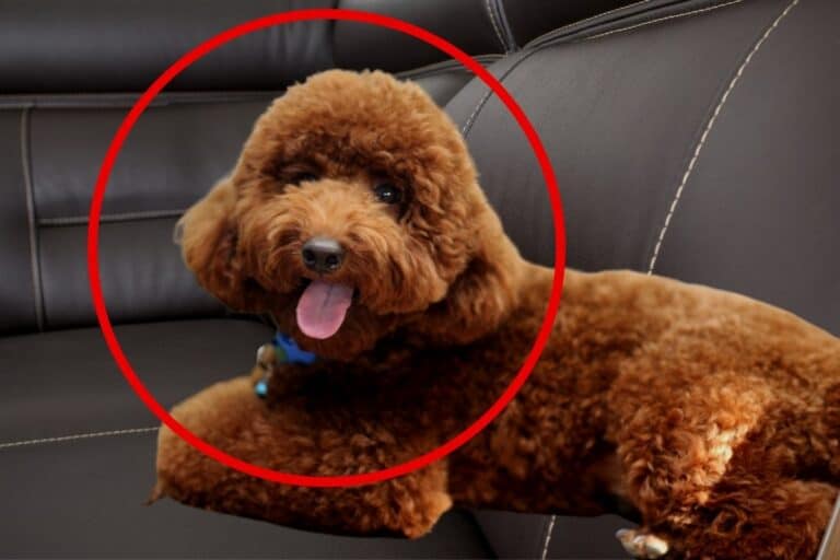 Do Poodles Have Hair or Fur? [Explained]