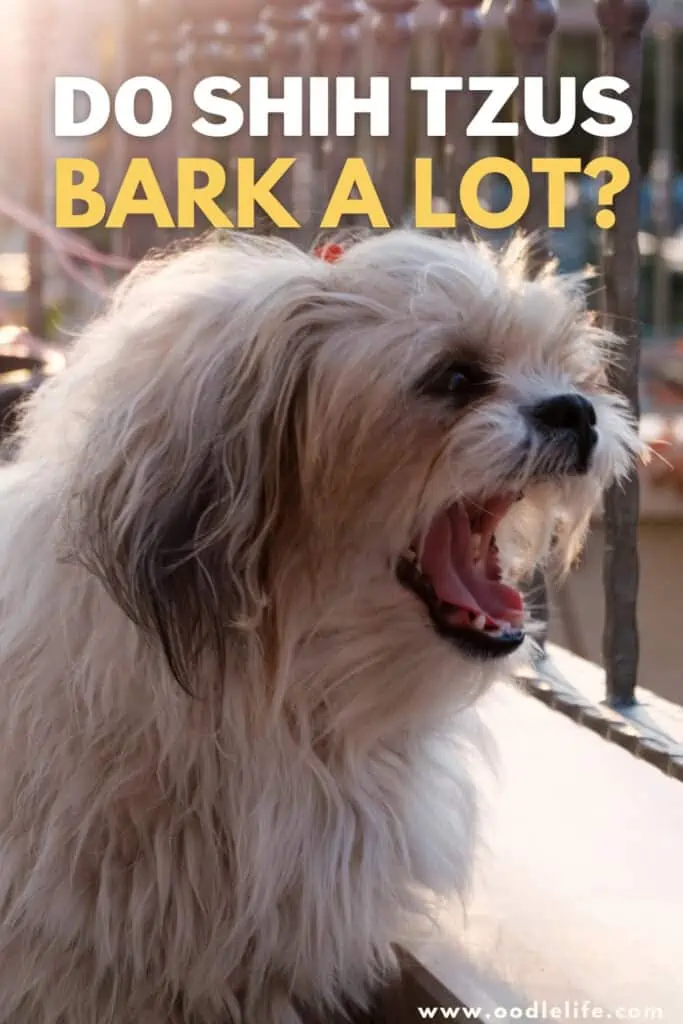 do Shih Tzus bark a lot