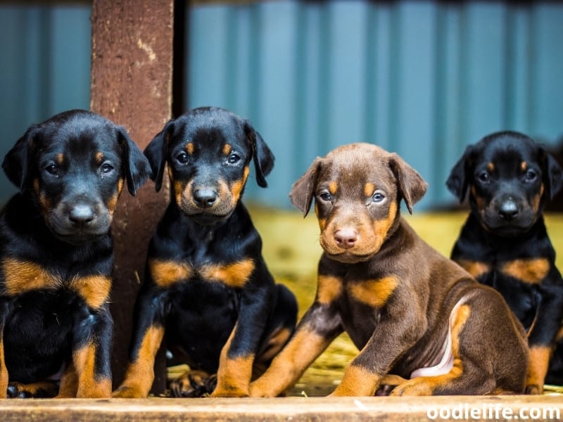 Doberman puppies with different colors