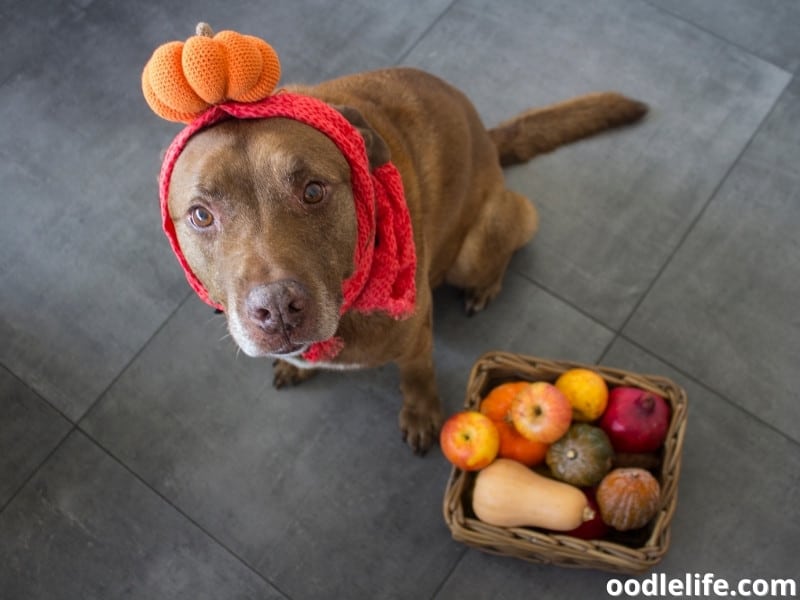 dog and fruits