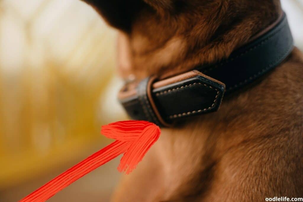 close up of a dog collar