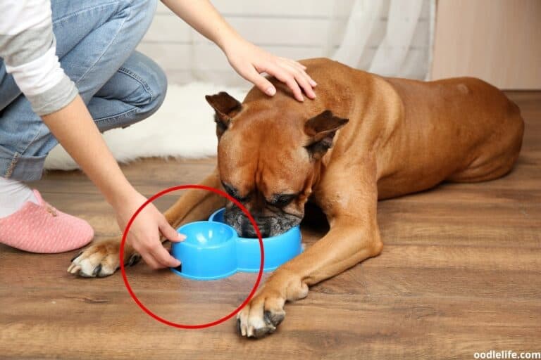 How To Slow Down Dog Drinking Water? [Tactics]