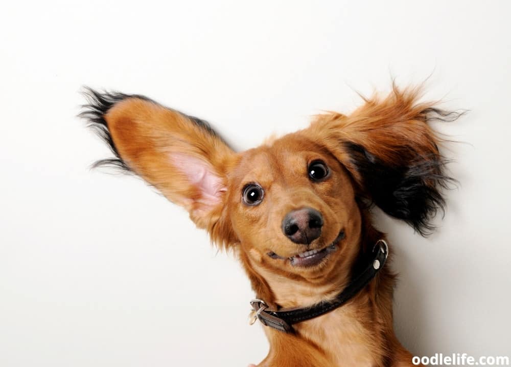 why dogs raise their ears