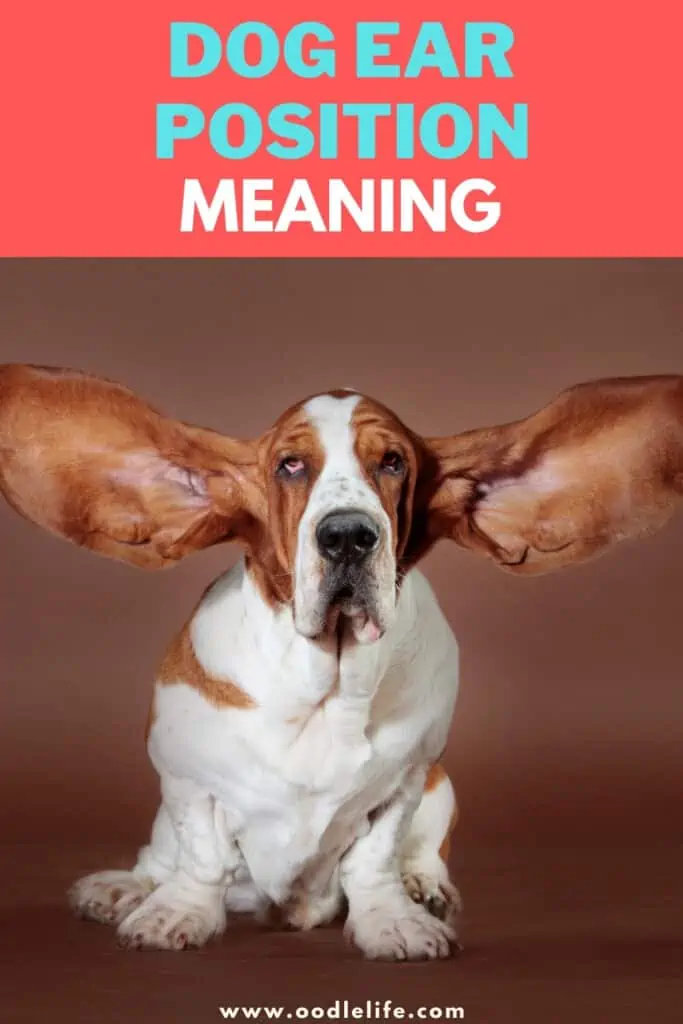 dog ear position meaning