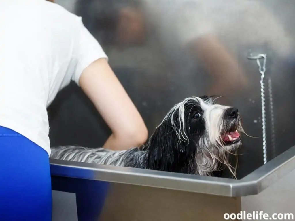 dog enjoys bathing