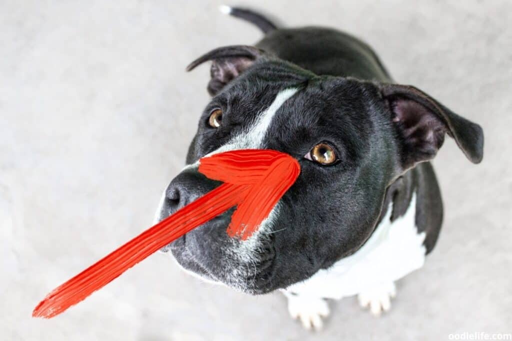 Dog's Eyes Rolling Back! (What It Means) Third Eyelid Oodle Life