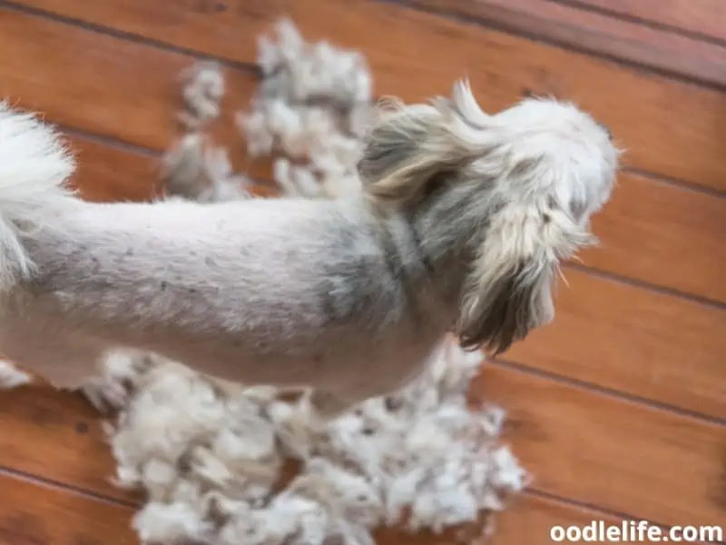 dog groomed