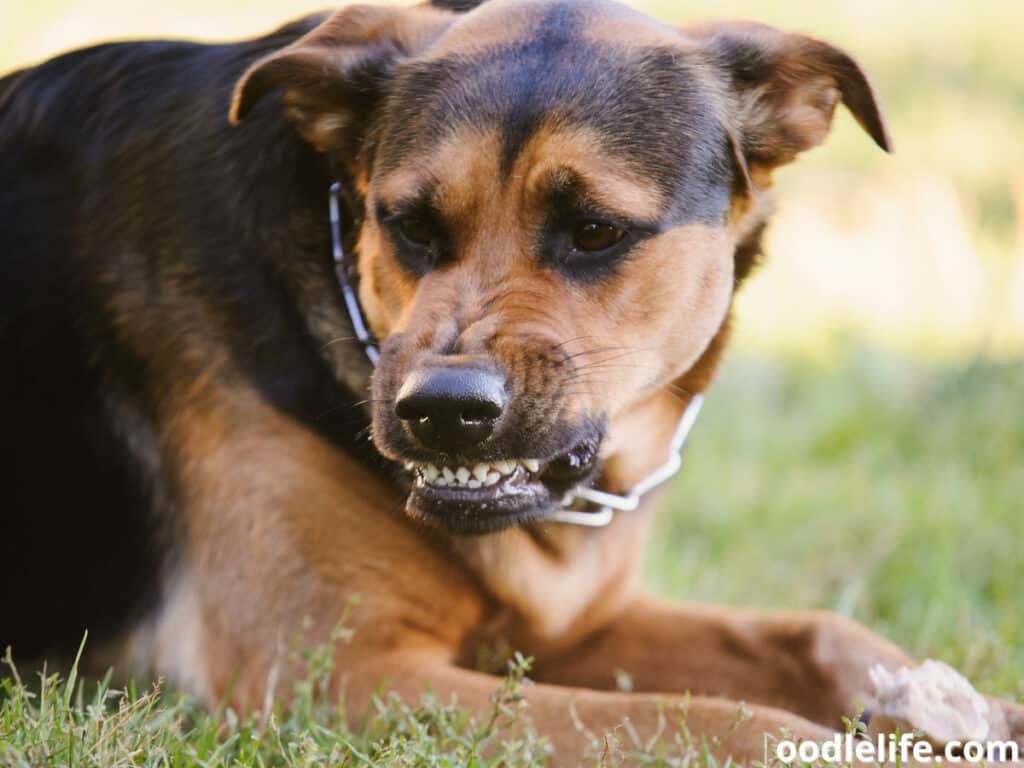 Why do dogs growl when you cuddle them?
