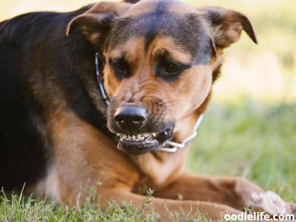 5 Signs Your Dog Is Protective Over You Oodle Life