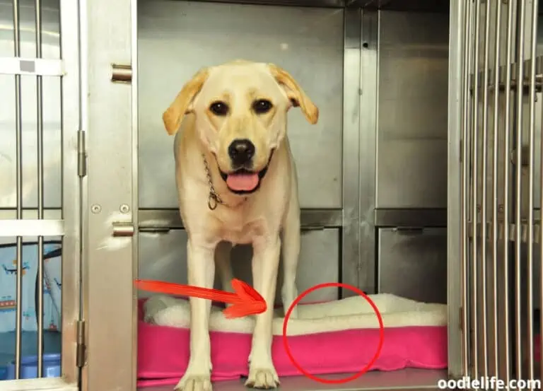 5 Best Dog House Heaters in (2025 Update) [Dog Heaters for Outside]