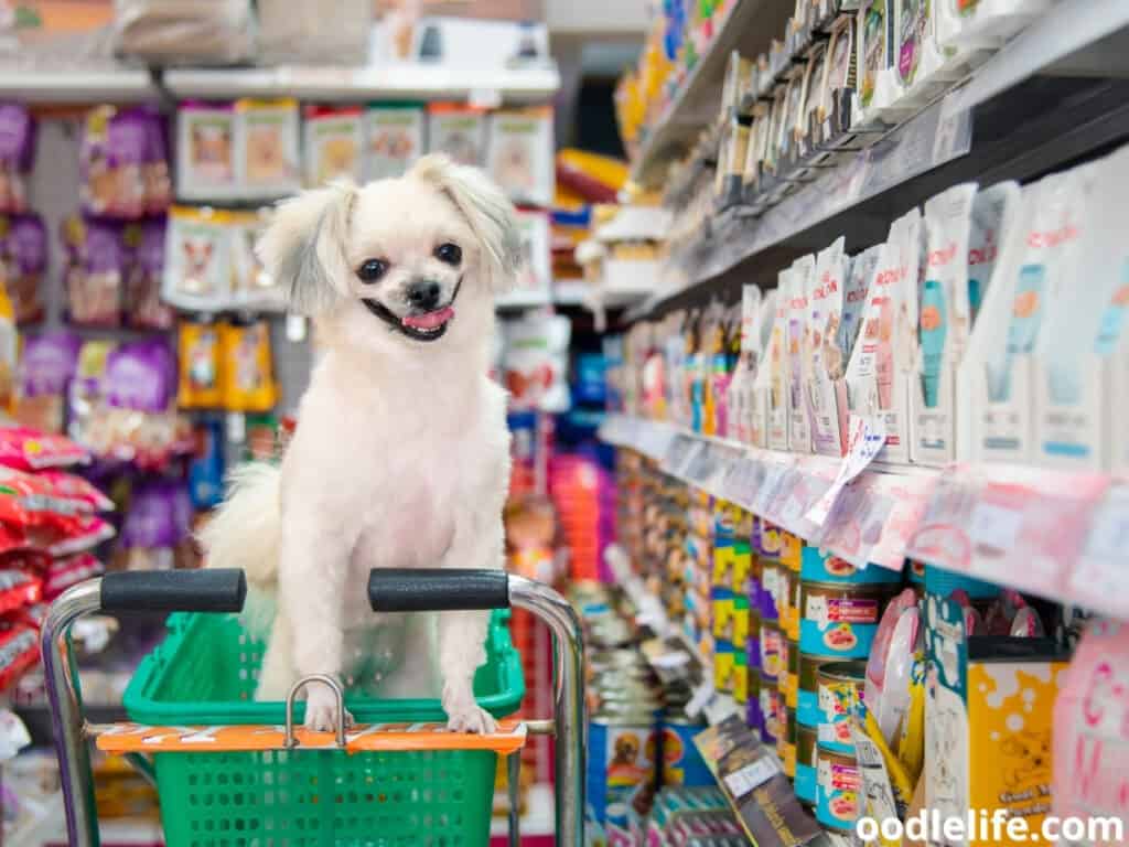 dog inside a store