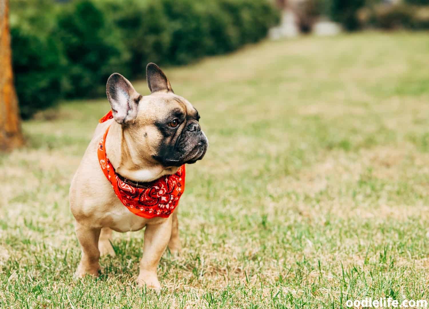 My Dog Is Restless And Won’t Sit Still [Explained] Oodle Life