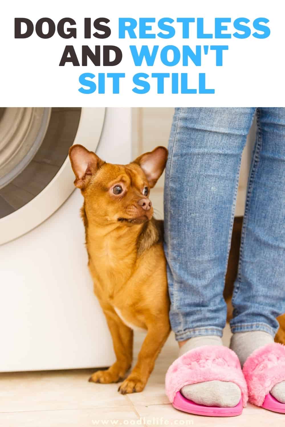 My Dog Is Restless And Won’t Sit Still [Explained] Oodle Life