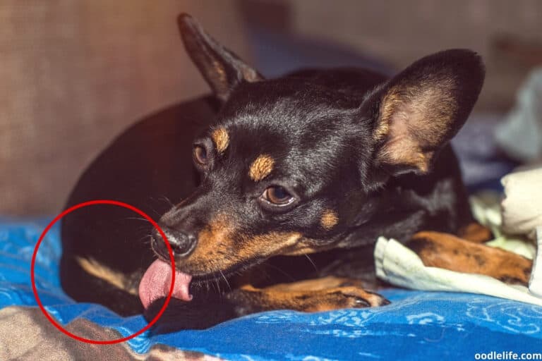 Why Does My Dog Act Like A Cat? 9 Reasons Oodle Life