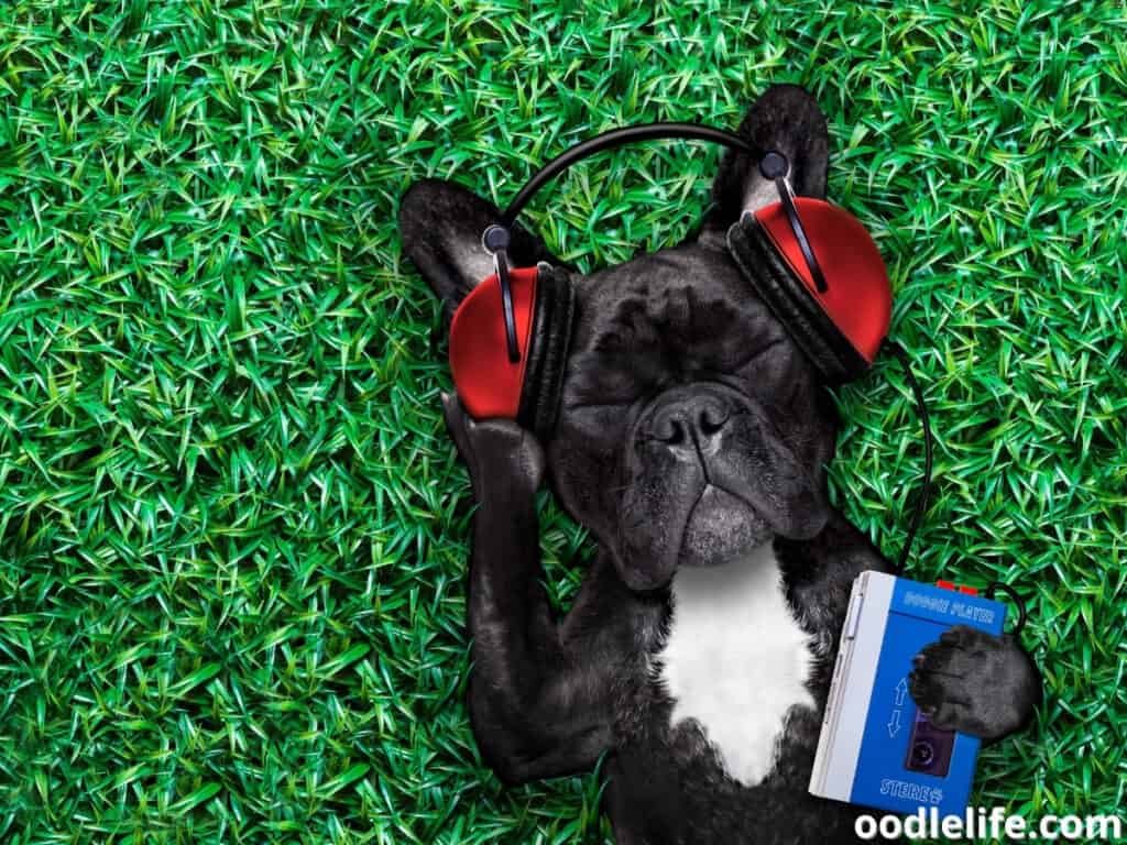 dog listens music