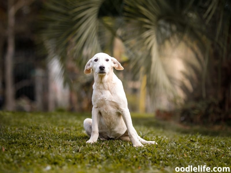 Dog Ear Position Meaning (Dog Ear Positions Chart) + Photos Oodle Life We Are The Pet