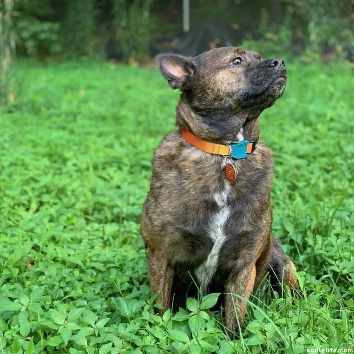 dog looks up and curious