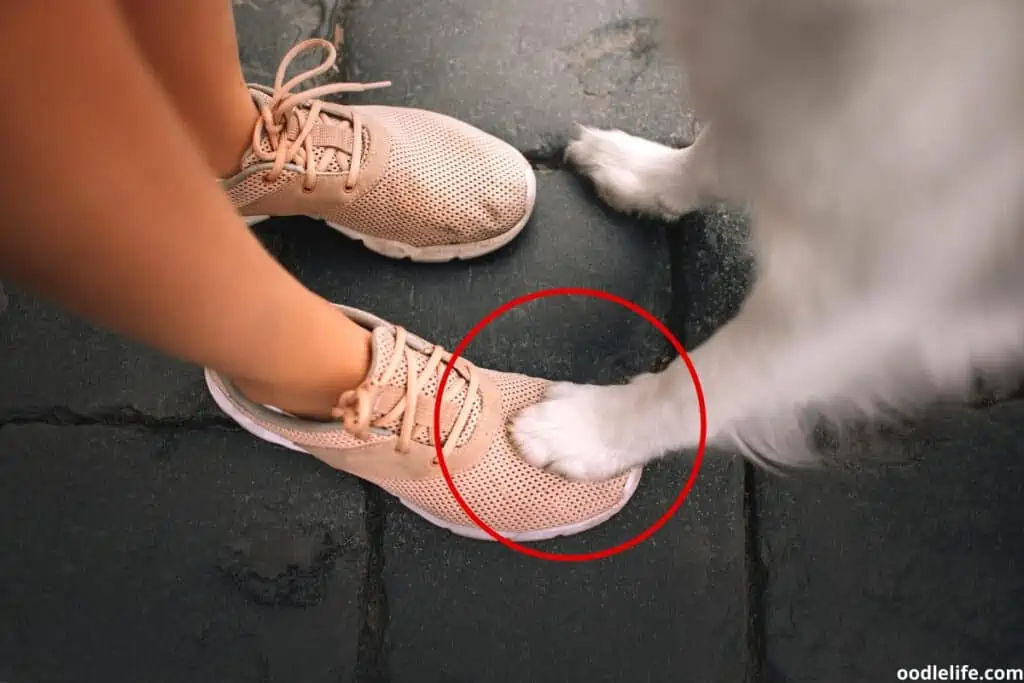 dog paw on owner