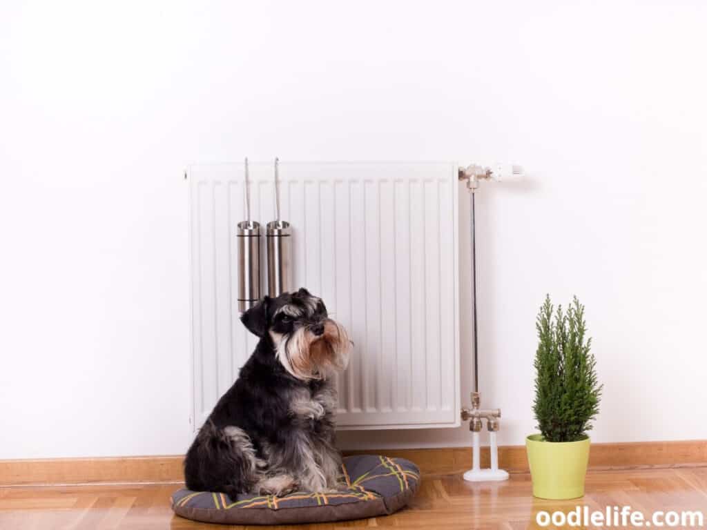 dog sits in front of the heater