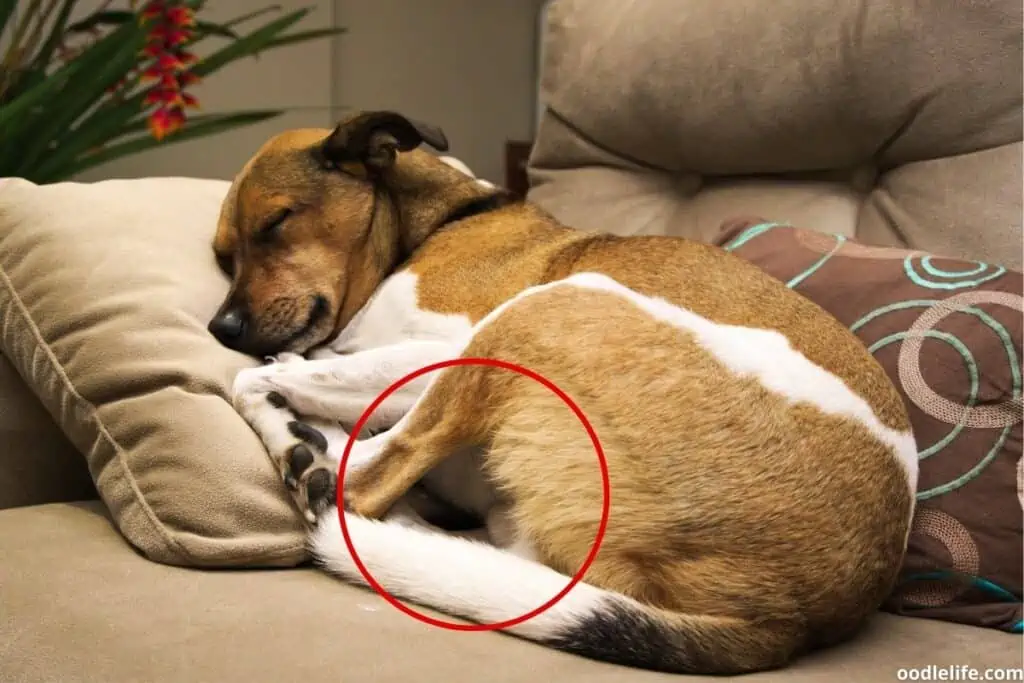 dog sleeping with bum facing away