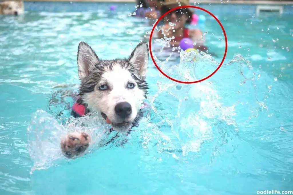 dog swimming in pool