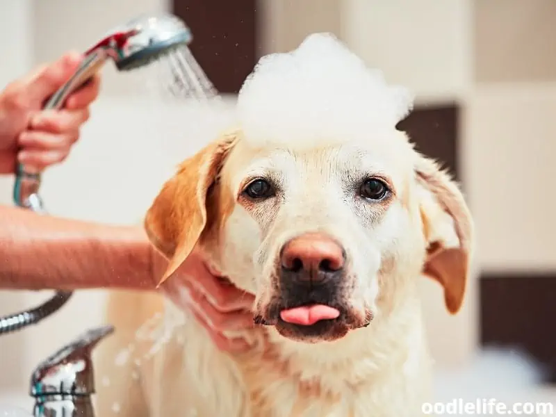 dog taking a bath