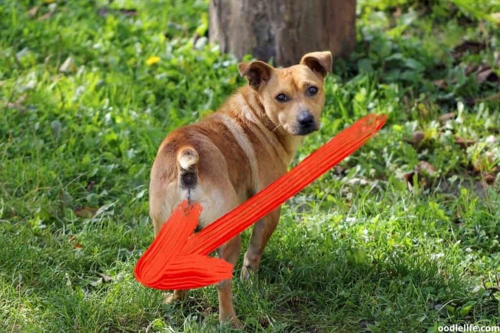 Can Dogs Walk Backwards? [Training Guide] - Oodle Life