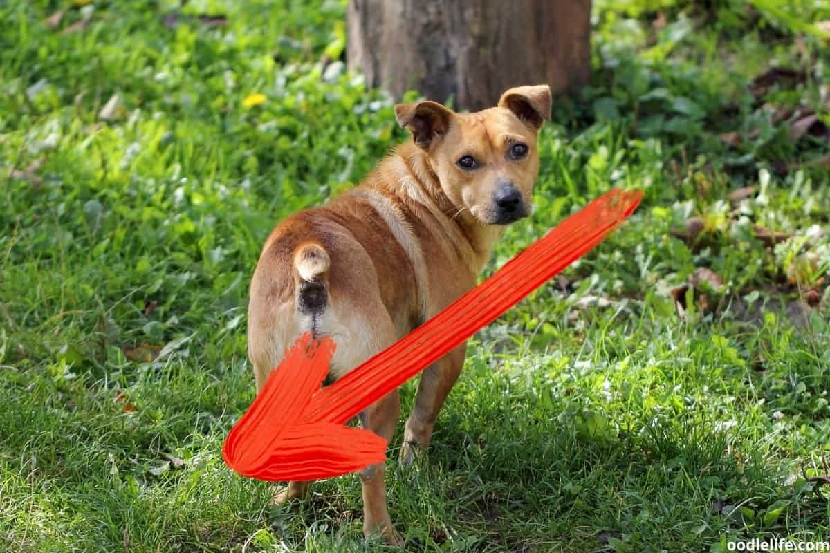 Why Does My Dog Walk Backwards Out Of A Room at Thomas Garza blog