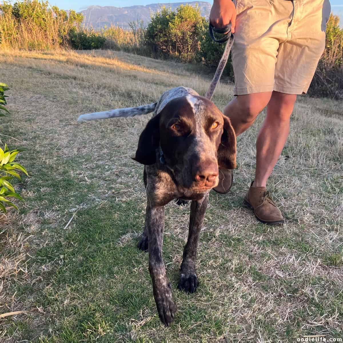 dog walking German Shorthaired Pointer 5