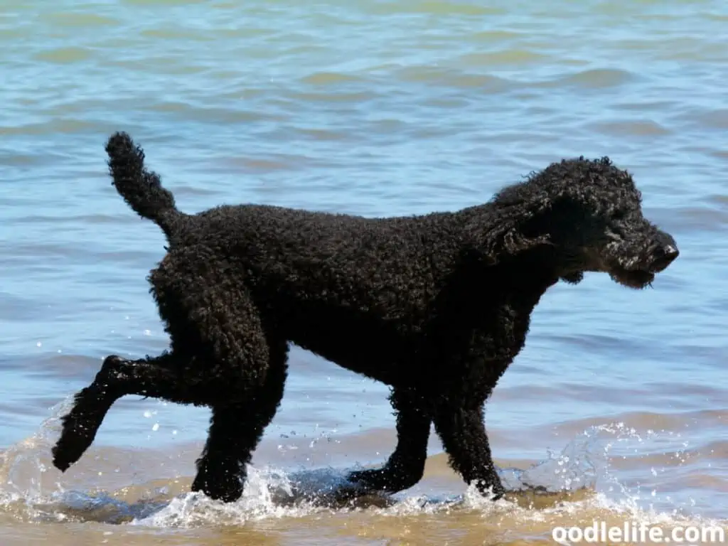 dog walks on the water