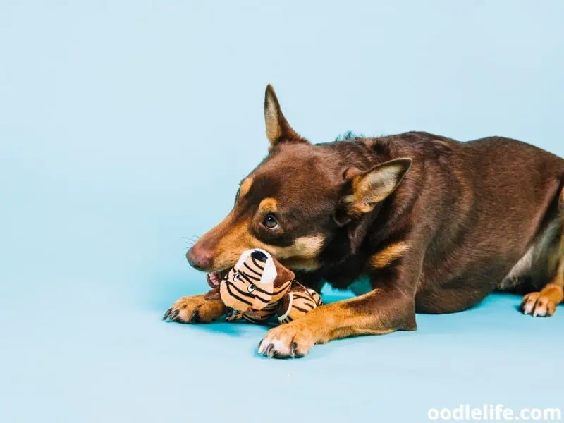 dog with toy