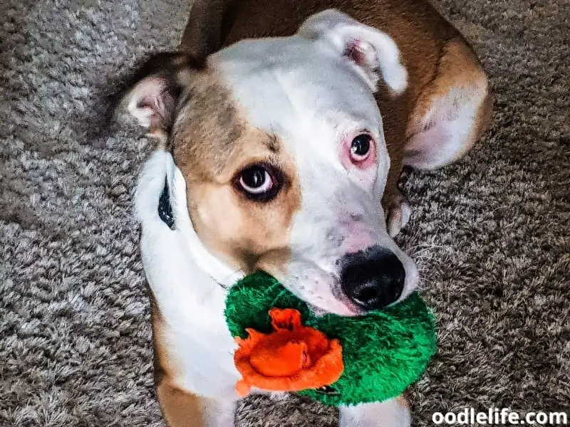 dog with toy