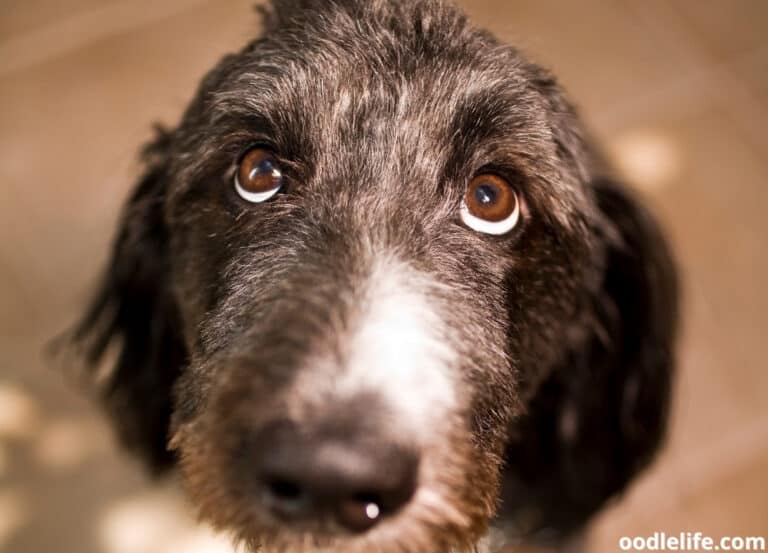 15 Dogs With Green Eyes (Breeds And Photos) Oodle Life