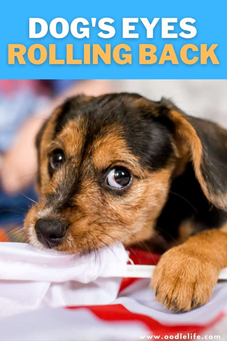 Dog's Eyes Rolling Back! (What It Means) Third Eyelid Oodle Life