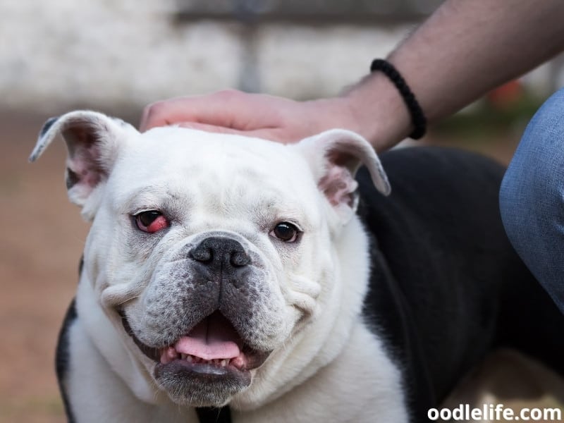 Dog's Eyes Rolling Back! (What It Means) Third Eyelid Oodle Life