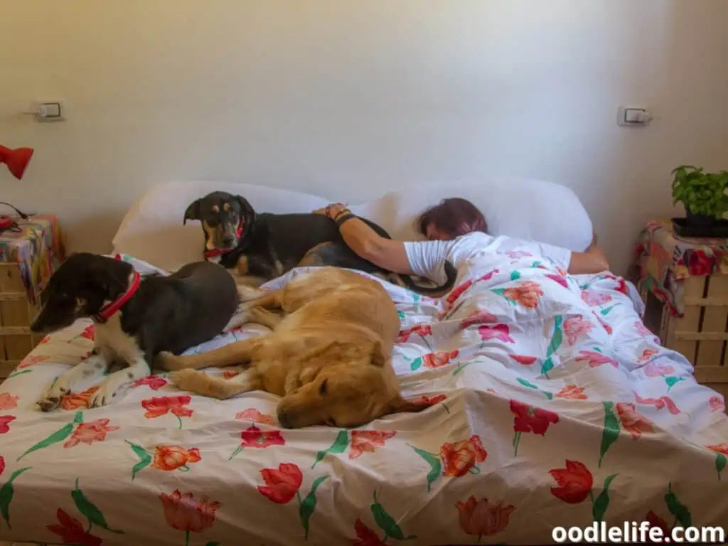 dogs in bed