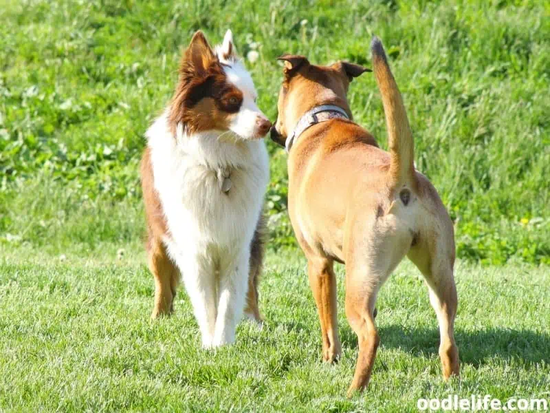 dogs smell each other