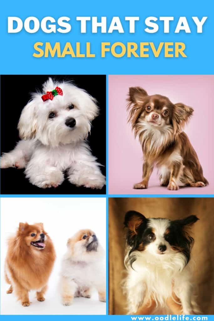 cute dogs that stay small