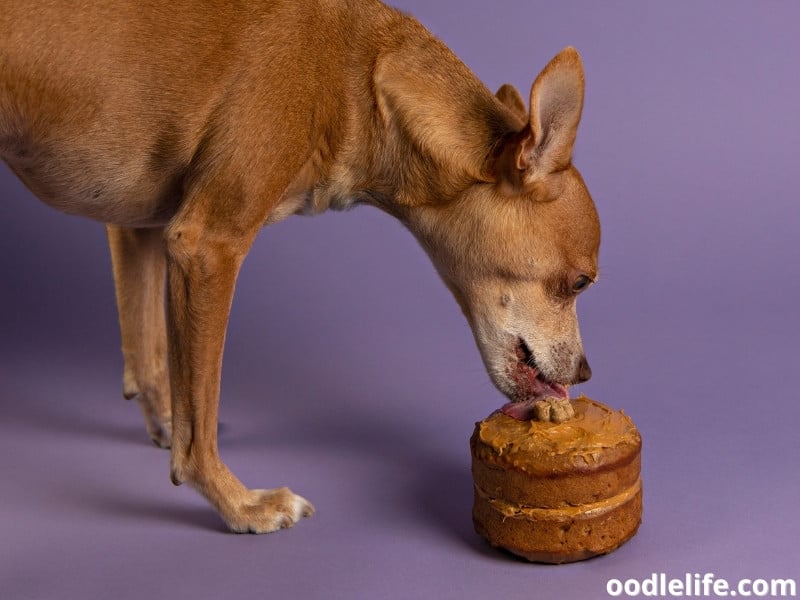 can dogs eat cake icing