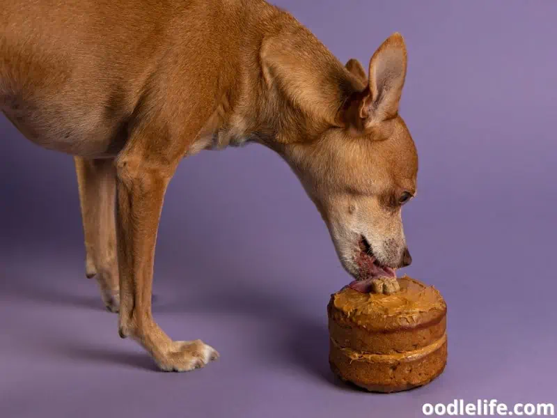 eating peanut butter cake