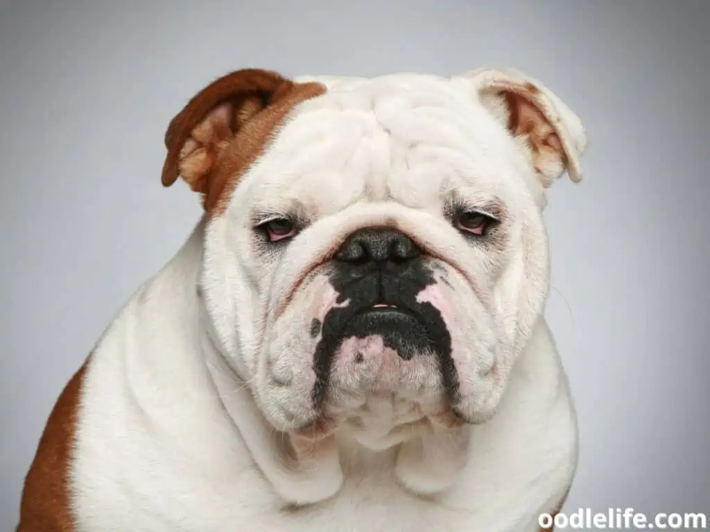 English Bulldog in a gray background