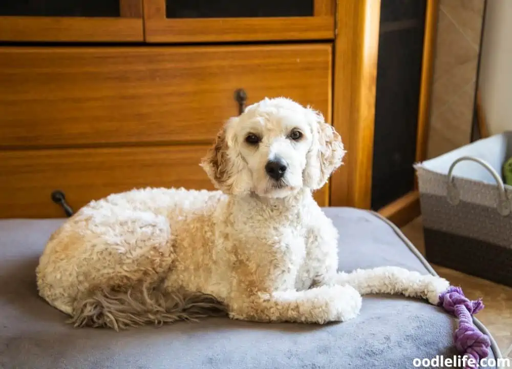 Shaving a best sale labradoodle
