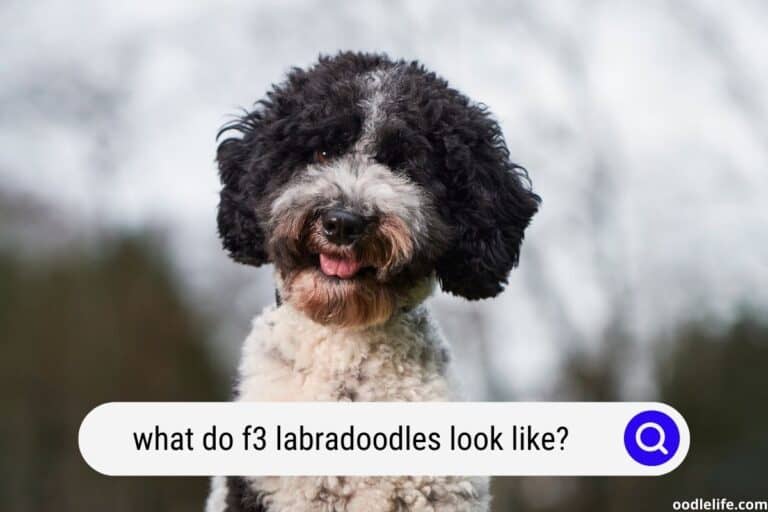 F3 Labradoodle [Complete Guide] + Photos