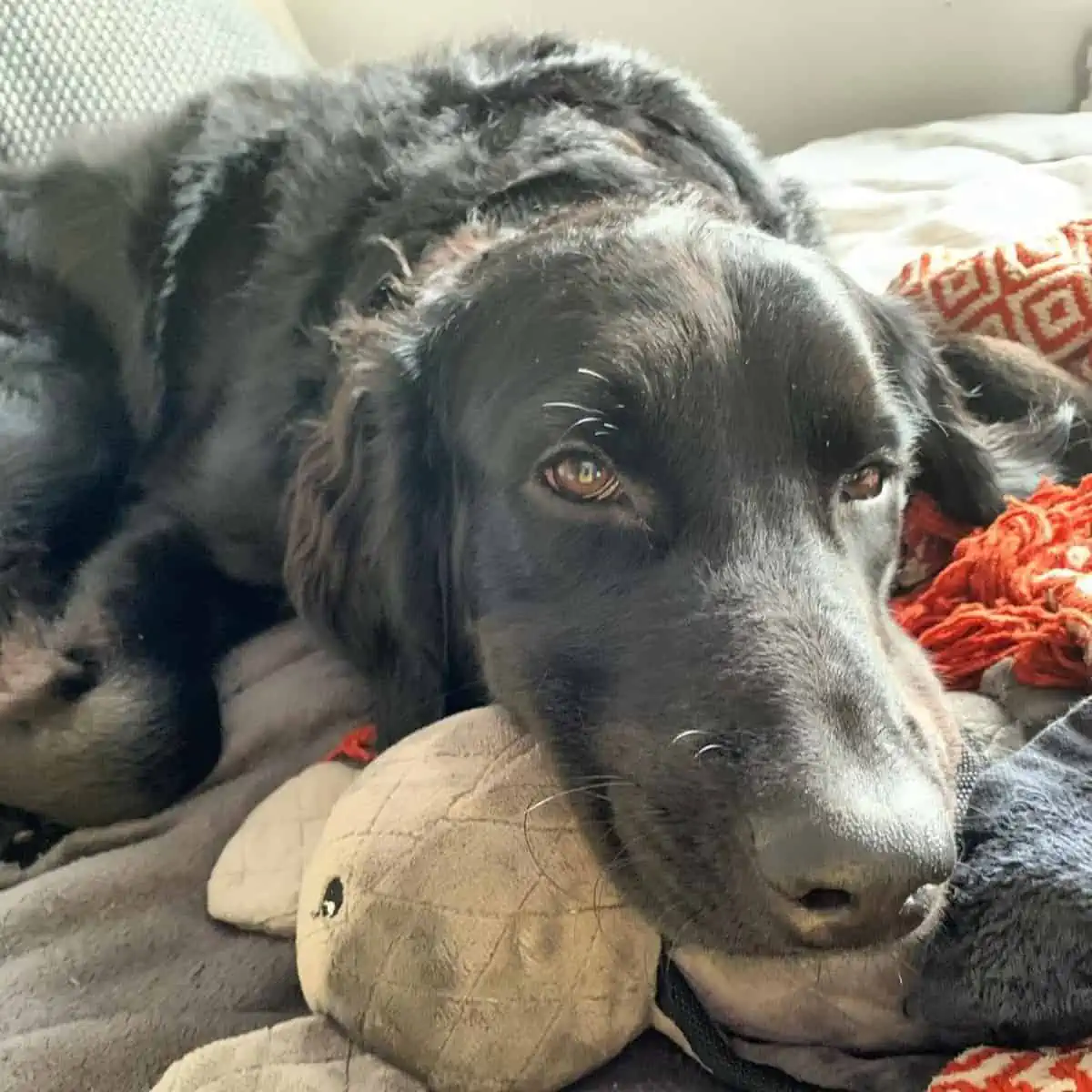 F3 Labradoodle sleepy