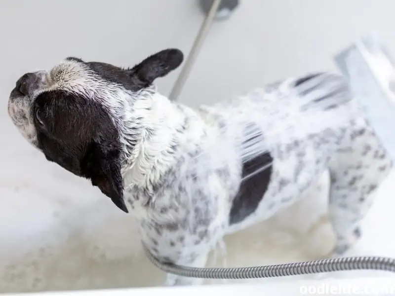 French Bulldog bath