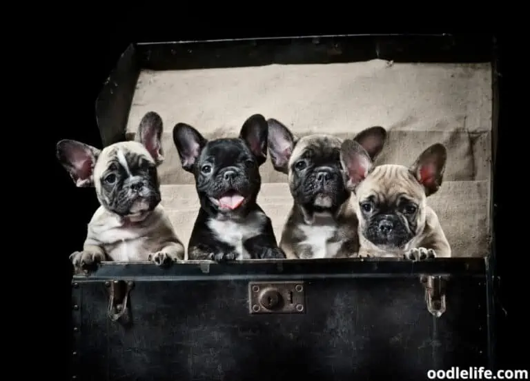 10 Best French Bulldog Breeders in North Carolina (2023 Update)