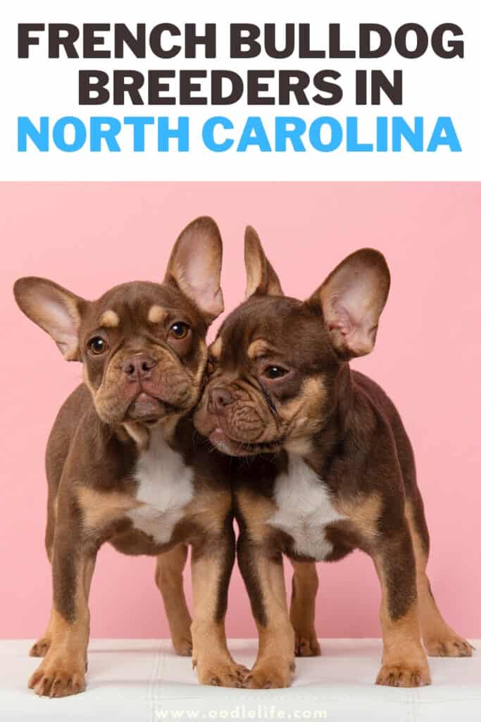 French Bulldog breeders in North Carolina