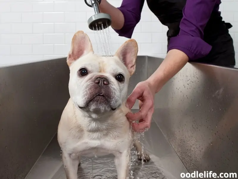 French Bulldog getting a bath
