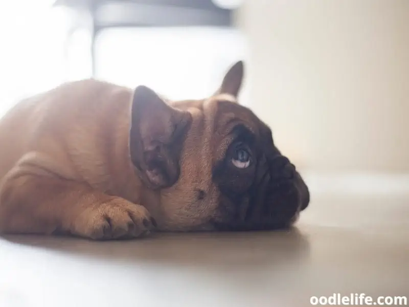 French Bulldog looks behaved