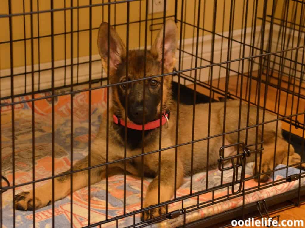 German Shepherd puppy crate training